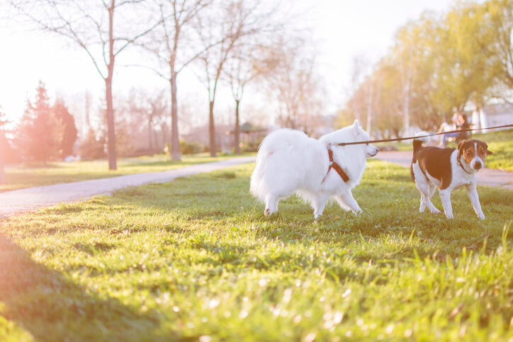 Picture of two small dogs at McCarren Park near 1 Kent Boutique Condo in Greenpoint